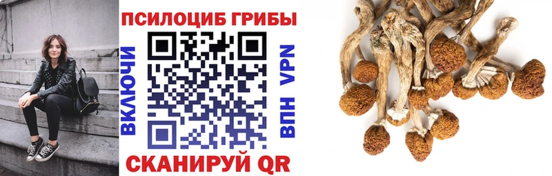 где продают   Воткинск  Галлюциногенные грибы GOLDEN TEACHER 